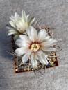 Gymnocalycium nigriareolatum